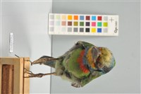 五色鳥藏品圖，第14張